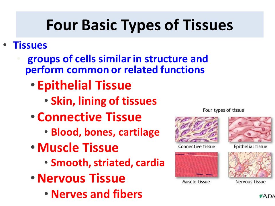What is the main function of epithelial tissue?